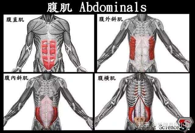 1,腹肌的构成