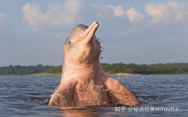 3,亚马孙粉红淡水豚 delfin rosado