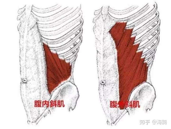 腹内斜肌,腹外斜肌-影响身体旋转的重要肌肉