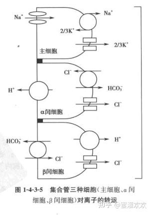 为什么远曲小管和集合管重吸收钠离子是逆电化学梯度的