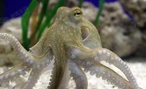 惊呆章鱼有几个大脑十大最毒章鱼原因须知