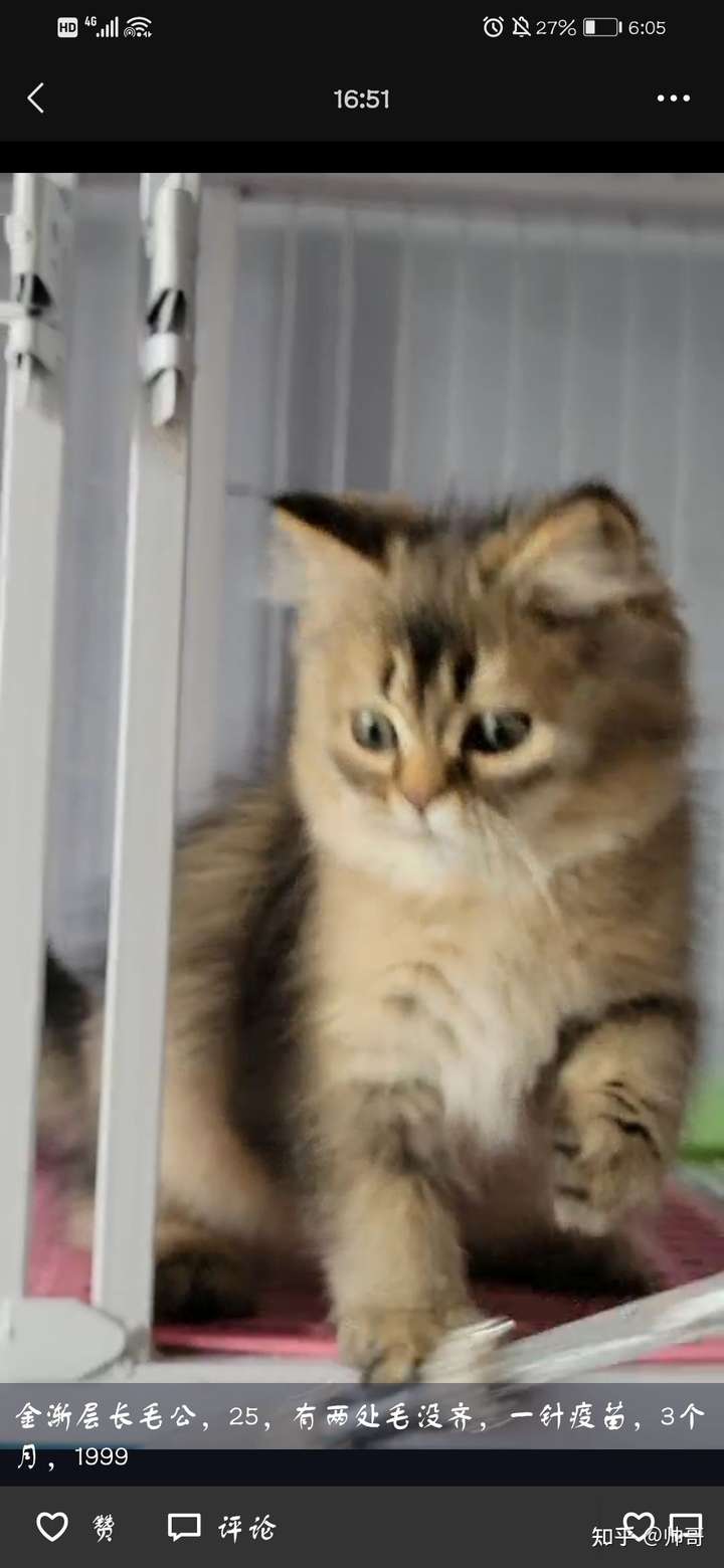 我的猫是黑金渐层吗?