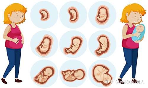 怀孕是一次漫长的旅程,在这十个月里,胎宝宝从精子,卵子结合形成受精