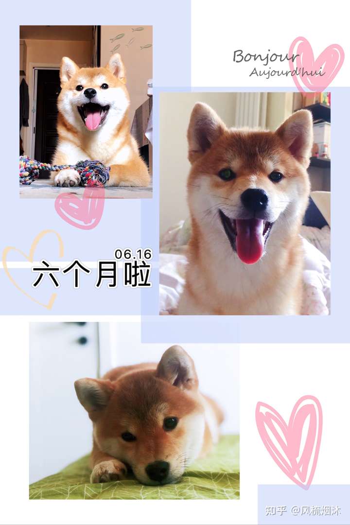 一只柴犬从小到大的变化会有多大?