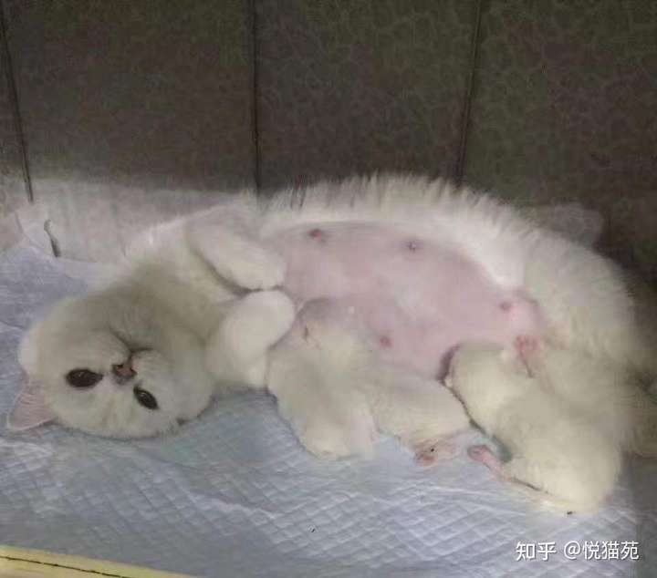 给怀孕期母猫饲喂的幼猫猫粮也适用于哺乳期.