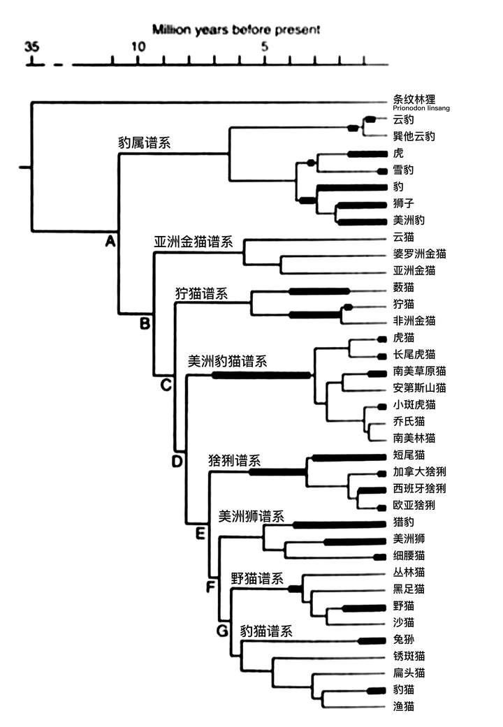 换张最新最全的猫科动物谱系图 注:家猫属于野猫谱系下的野猫分支.