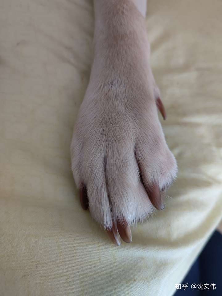 比如我家拉布拉多,水猎犬,爪指间有蹼,便于划水.平常爪子放松是直的.