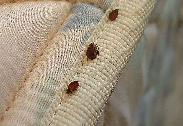 这是什么虫子啊,寝室枕头上发现的,好怕啊,最主要的会