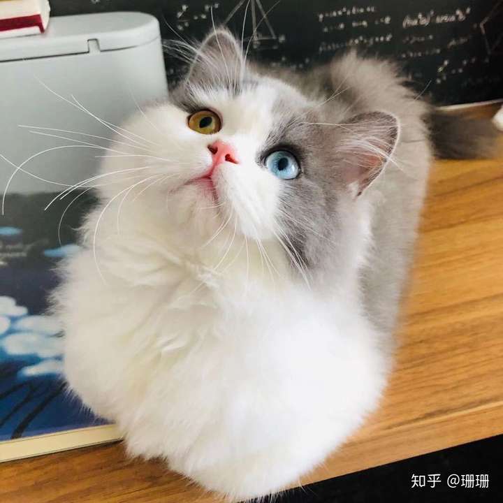 有人试过布偶猫和蓝猫配种的吗