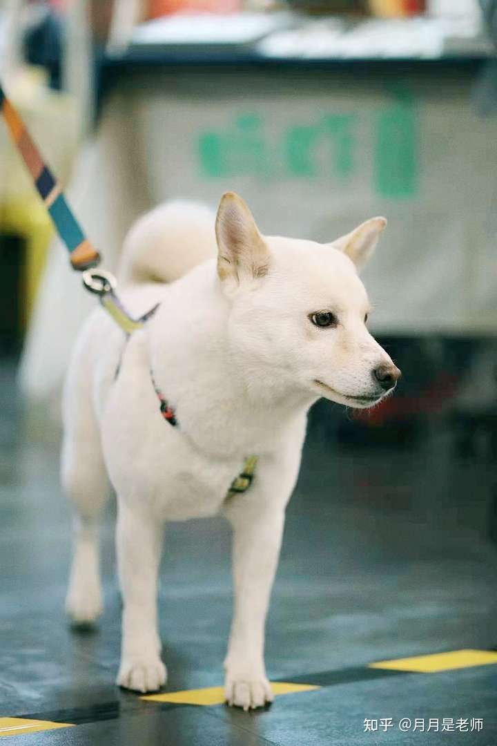 大家帮忙看看这是秋田犬吗一岁了别人送的出门人家都说是白色柴犬40斤