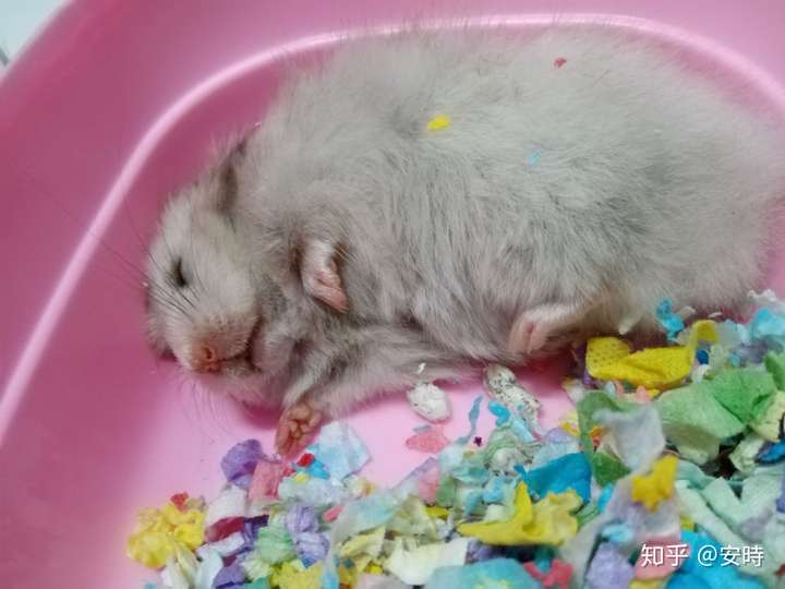 哪种仓鼠熊比较温顺呢?