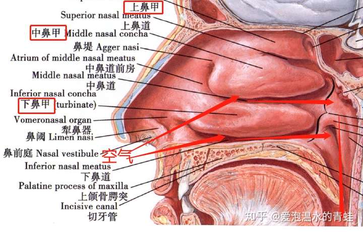 鼻腔的解剖