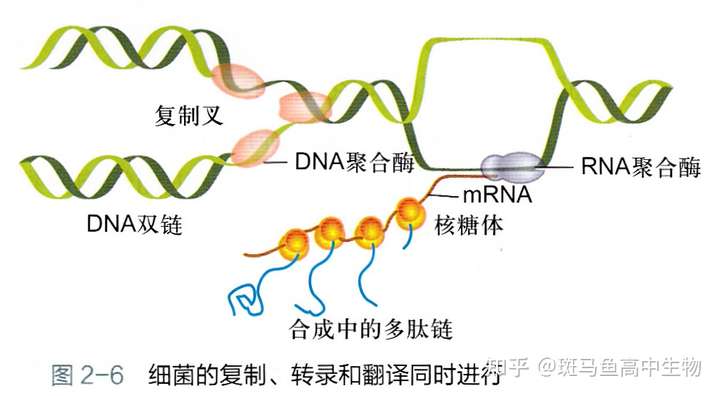 真核生物核基因能边转录边翻译嘛?