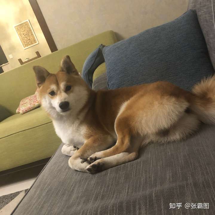 一岁的柴犬还是长得像狐狸,是不是被骗了?