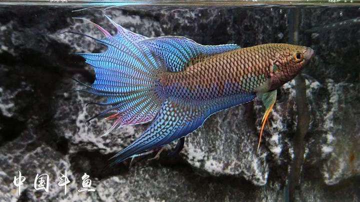 有么有没有什么好看好养繁殖能力又强的鱼注不要孔雀鱼最好能和红绿灯