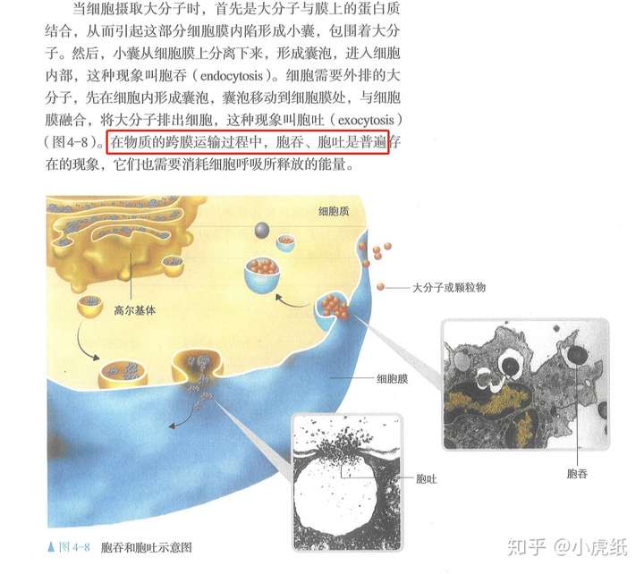 胞吞胞吐属于跨膜运输吗