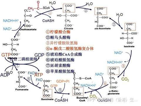 生命体能量枢纽——三羧酸循环