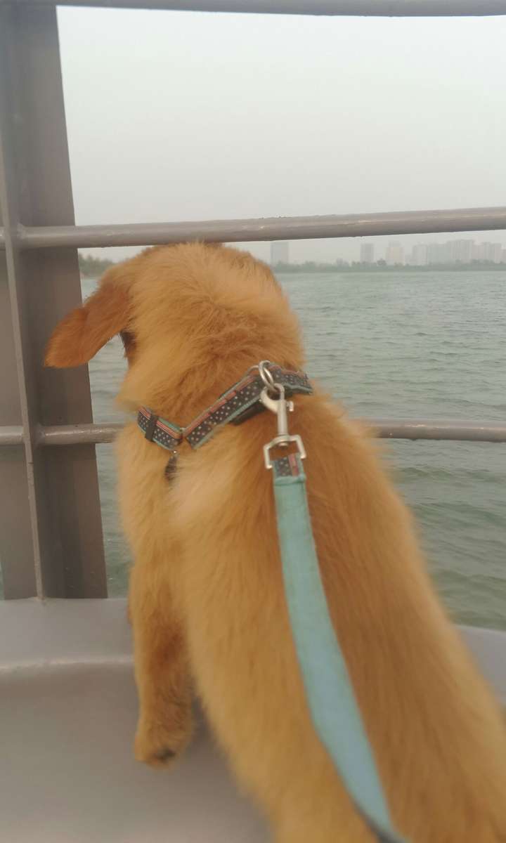 有哪些你觉得你家狗【神了】的故事?