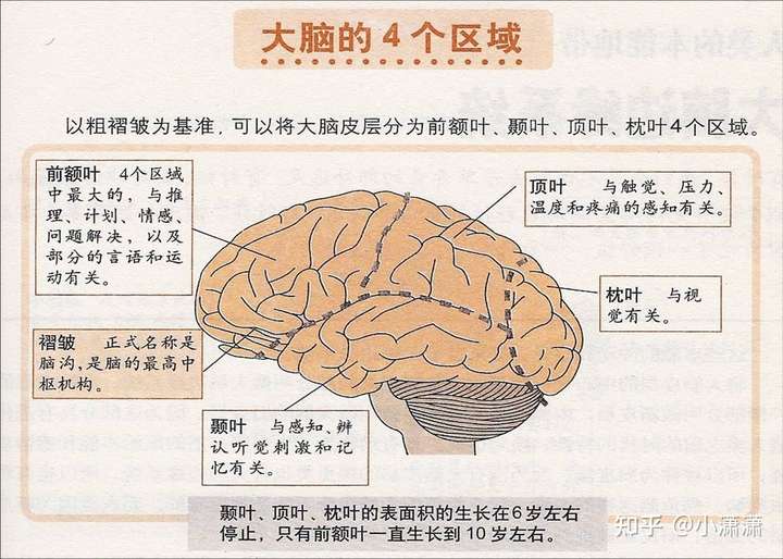 大脑共八个功能分区: 分别为脑干,小脑,大脑,左半脑,右半脑,额叶