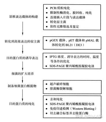 蛋白质的原核表达原理