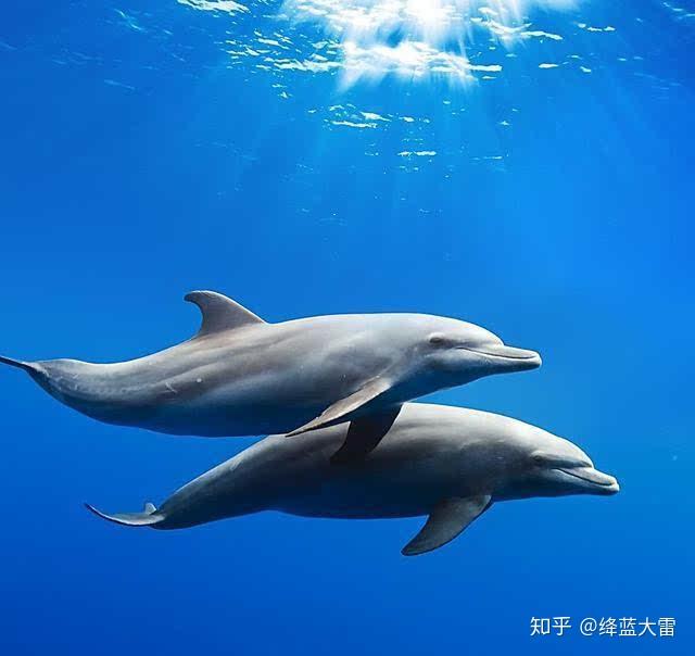 海豚一直被认为是最有灵性的海洋生物,也是最亲人的海洋动物.