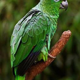 亚马逊鹦鹉