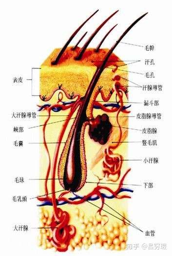 毛囊