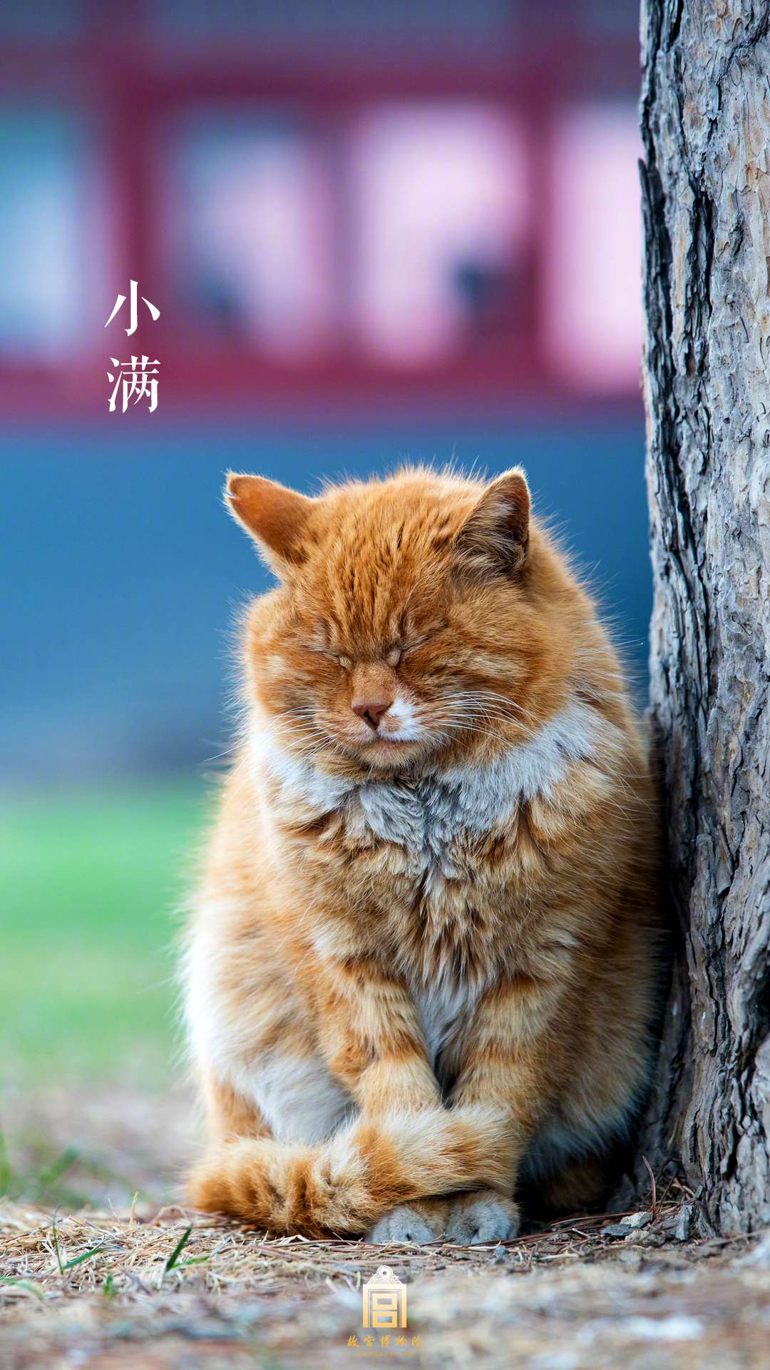 不会憋气的鱼