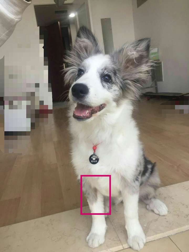 为什么我家边牧的毛色是这个样子的?