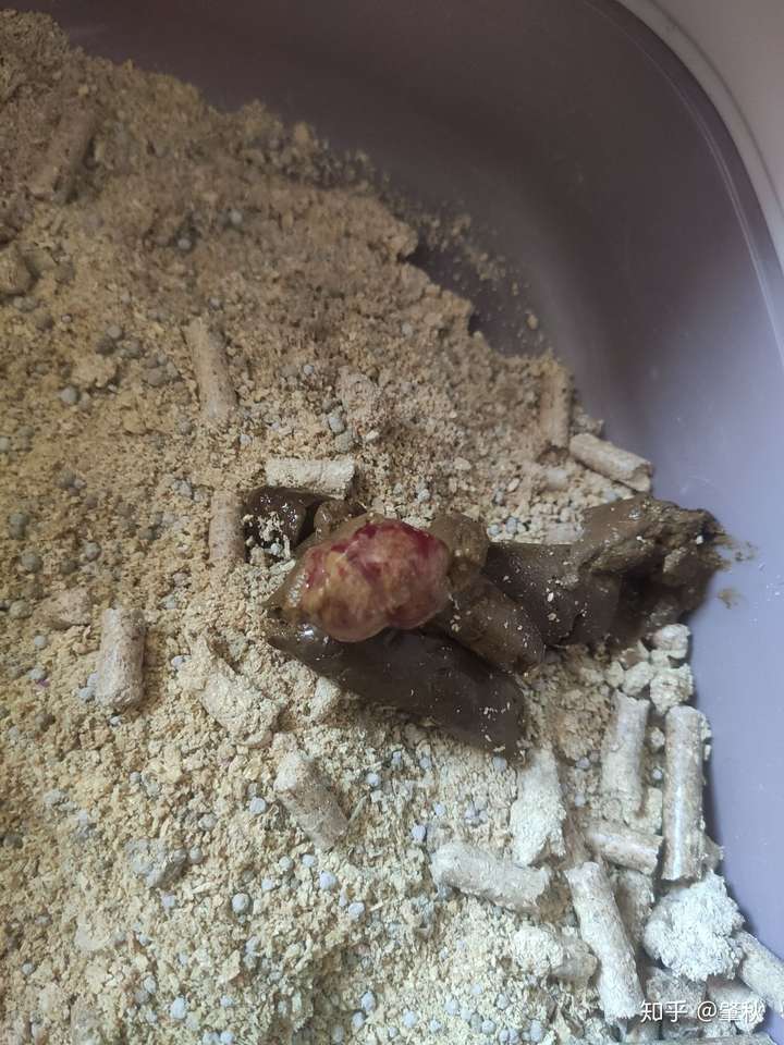 大便正常形状,没有拉稀,最近三个月有驱过虫,不知怎么了?