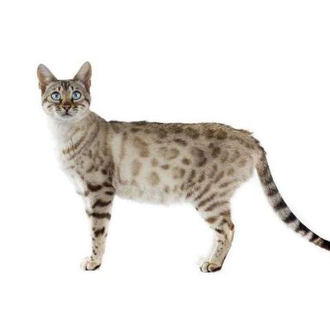 孟加拉豹猫(英文:bengal cat),原产地孟加拉.