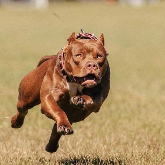 比特犬(英文名:american pit bull terrier),比特犬也称美国比特犬