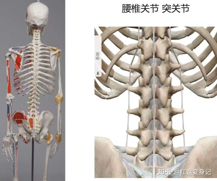 所以腰椎实际上是不能旋转的.