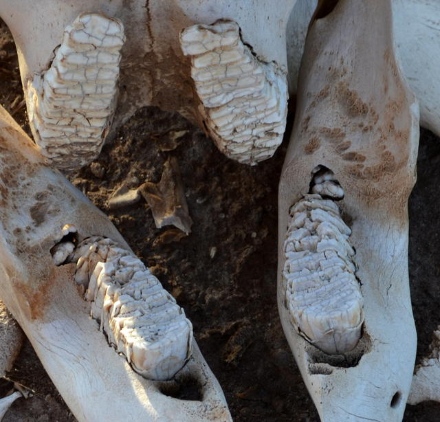 一头非洲象的头骨 肉眼可见 牙齿巨大 层次分明 这只大象最小20岁