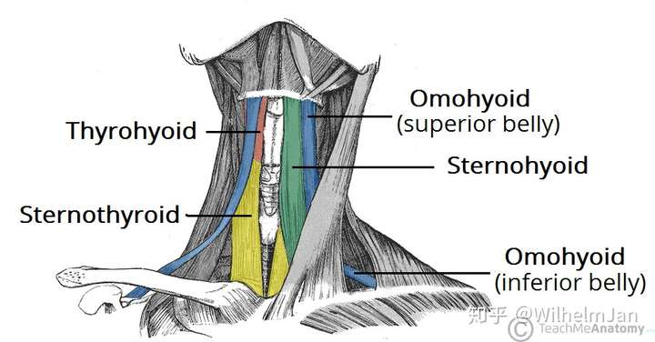 舌骨下肌群(infrahyoid muscles)又称颈带状肌群(strap muscles),包括