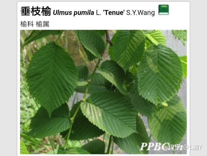 垂枝榆的叶子互生,单叶,羽状脉,有锯齿,而龙爪槐的叶子全缘.