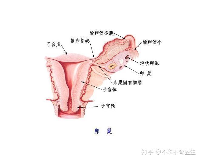 输卵管挟部粘连为一度:输卵管与宫角结合部粘连为二度;输卵管壶部与伞