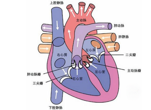 心脏结构图(图源网络)