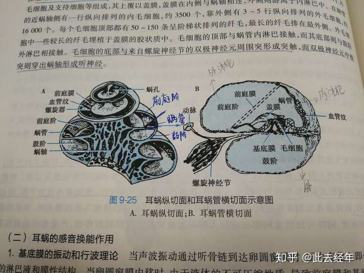 圆窗膜和卵圆窗膜有什么不同?