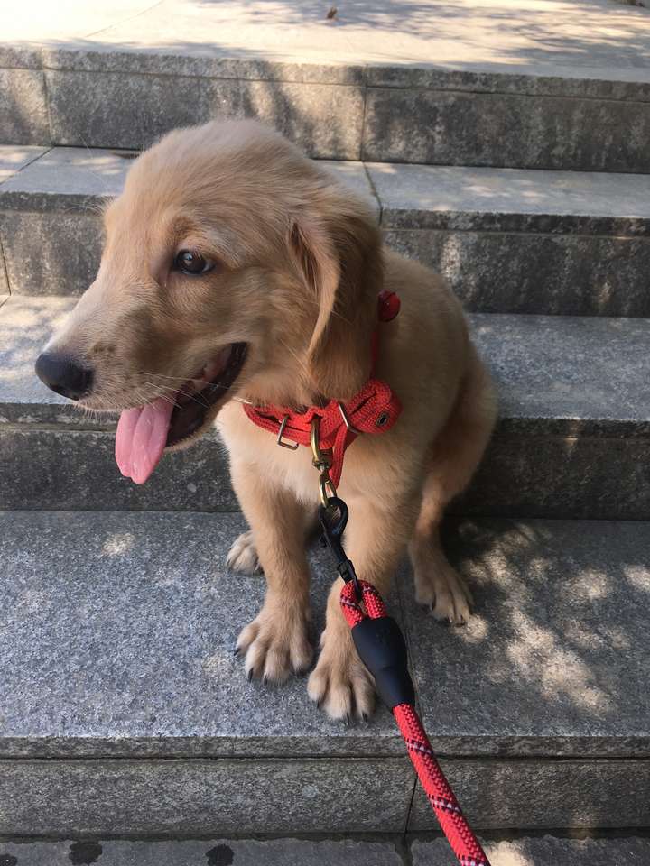 狗有倒刺吗
