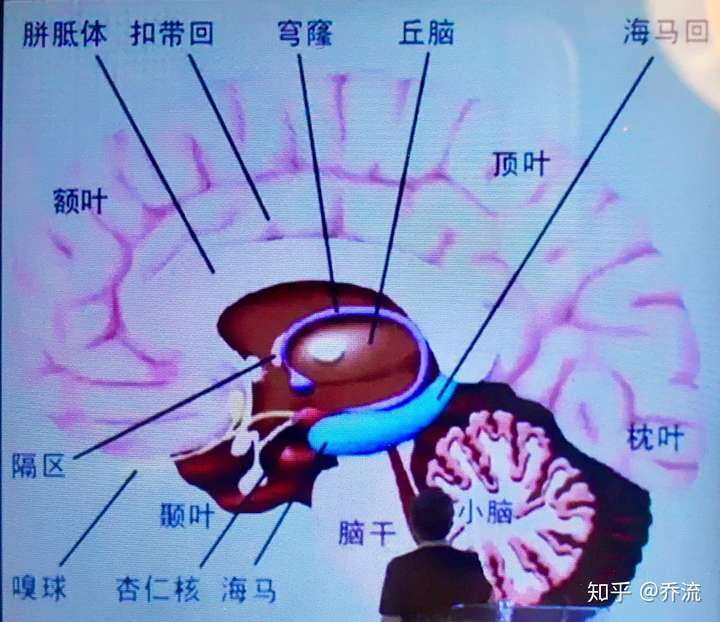 大脑解剖图