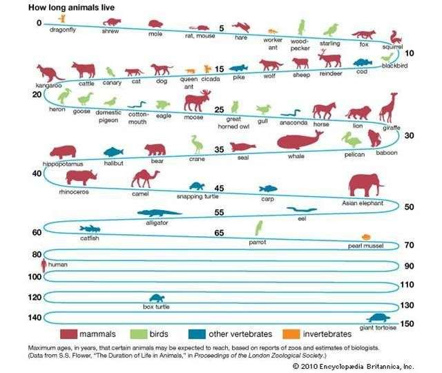 人的寿命在哺乳动物界算短吗?