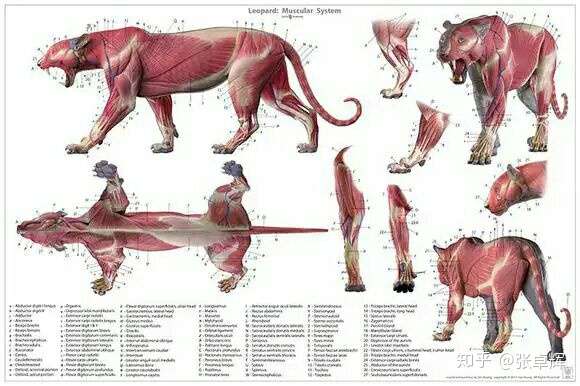 最后是毁灭刃齿虎,体型更大,肌肉变态,猫科肌肉界的扛把子,骨骼比东