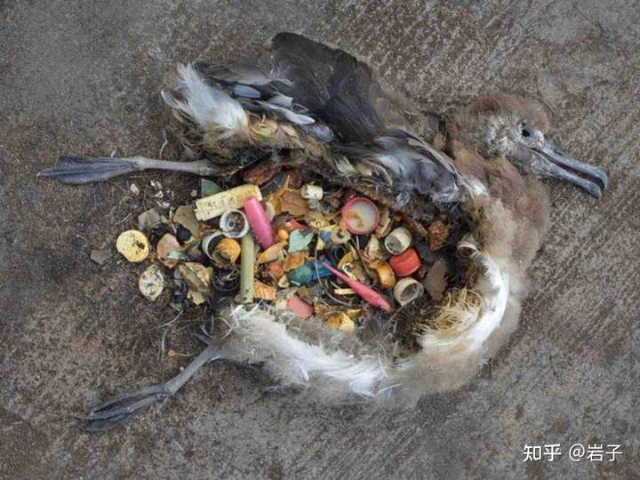 如何评价电影《渔业阴谋》?