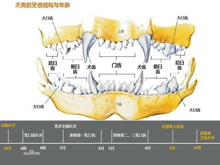 柴犬换牙牙齿会掉吗?