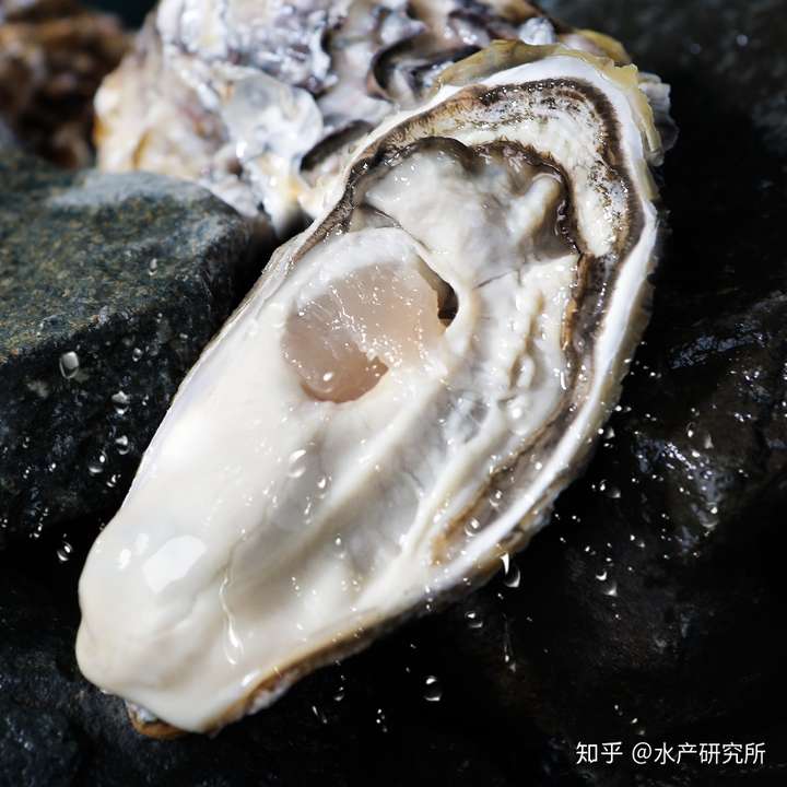 生蚝是中国南方习惯叫法,而在北方常见的海蛎子,实际就是牡蛎.