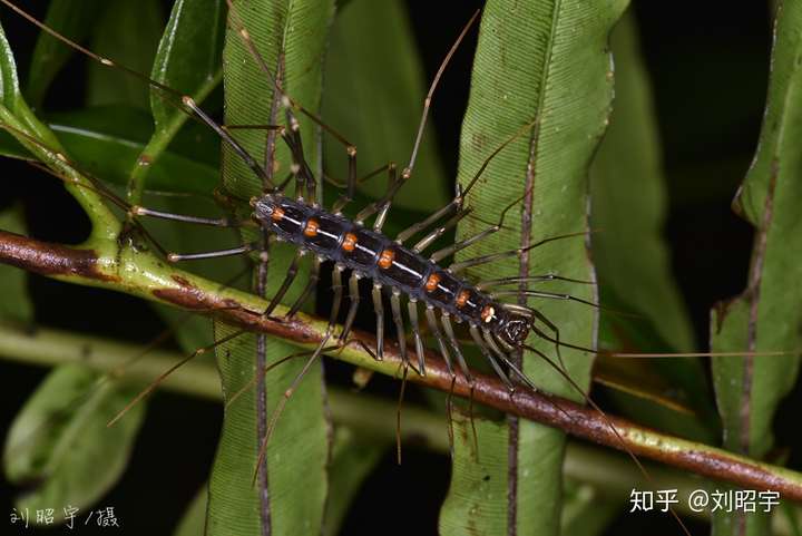 图片里是蚰蜒,速度很快的捕食者,对人无直接危害,只是长得丑了点.