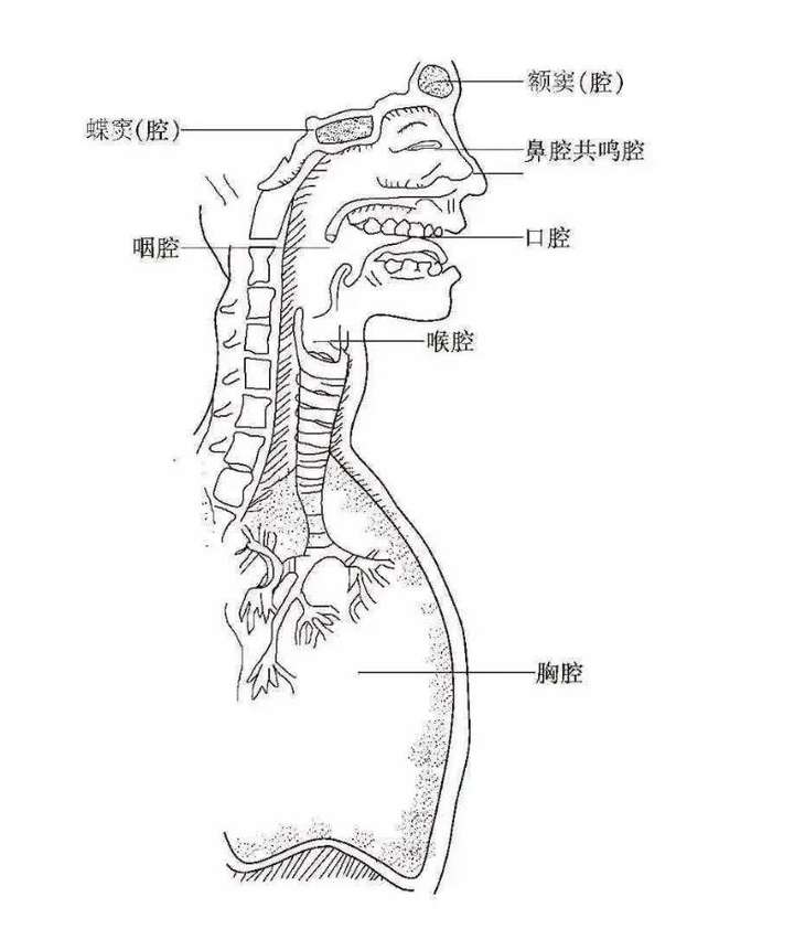 唱歌的时候脑袋里声音变大是因为声带闭合跟共鸣共同作用吗?