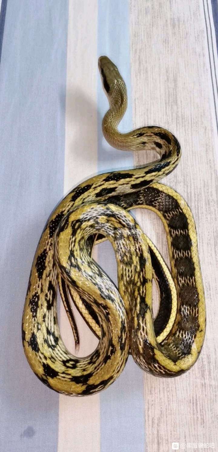 这种是什么蛇
