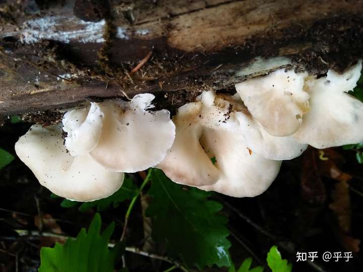 这是什么蘑菇,柳树上长的,能吃吗?